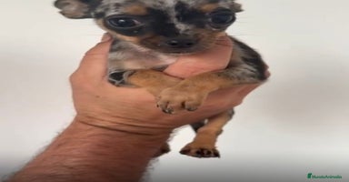 Chihuahua perros - Anuncio 12