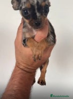 Chihuahua perros - Anuncio 4