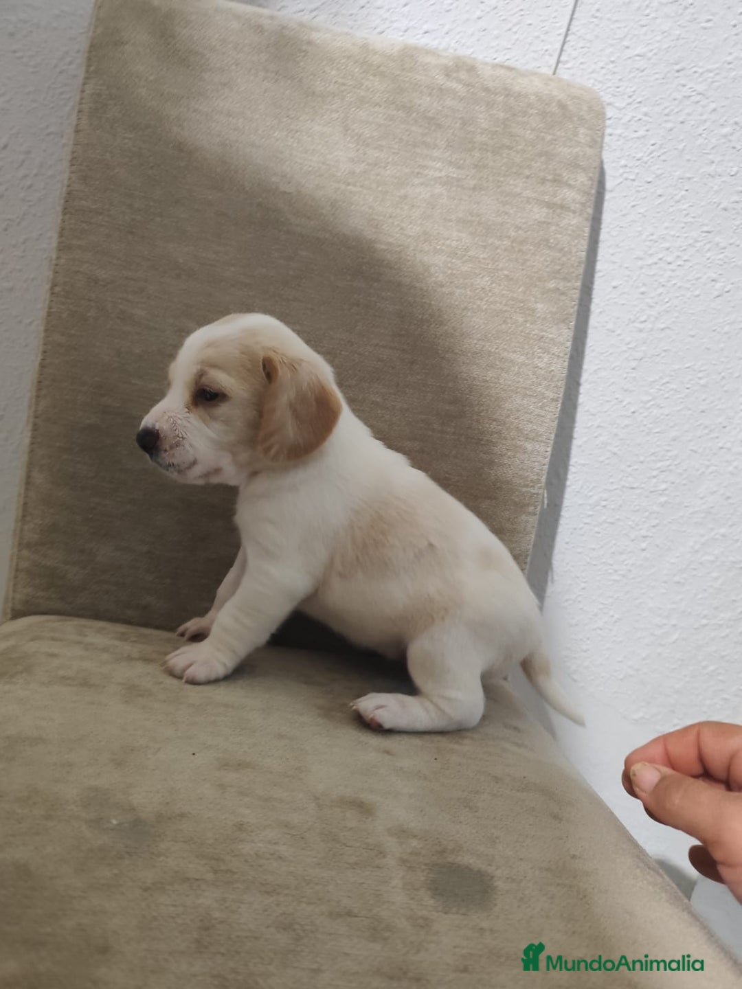 Beagle perros en venta: Beagle - Anuncio 8
