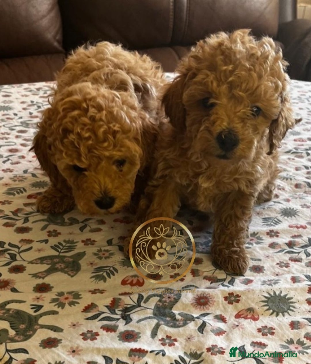 Raza Mixta perros en venta: Caniche toy enanos  - Imagen 1