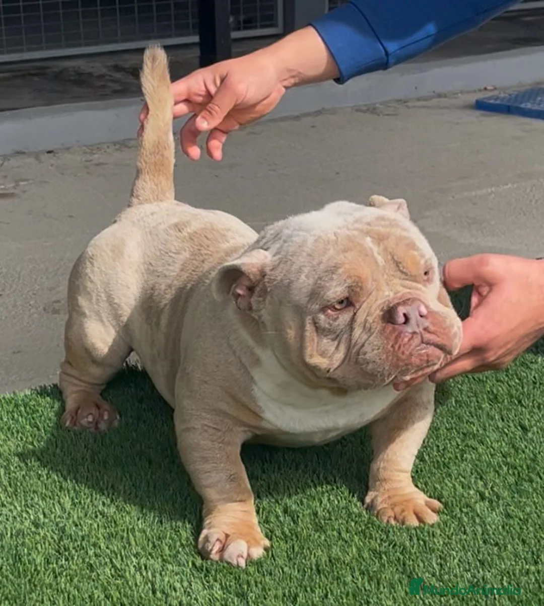 American Bully perros en venta: American bully pocket  - Anuncio 13