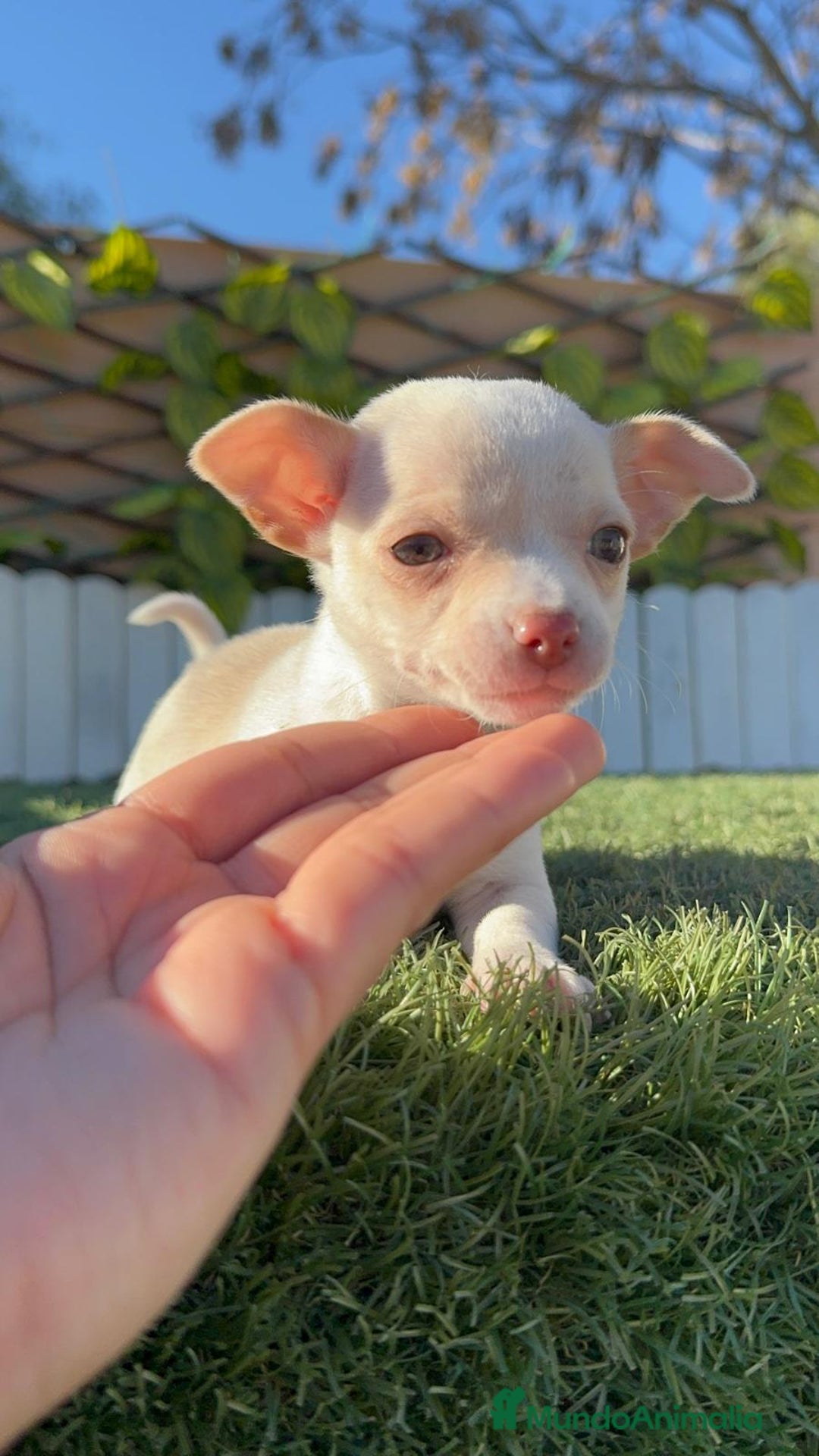 Chihuahua perros en venta: CHIHUAHUA MACHO - Anuncio 12