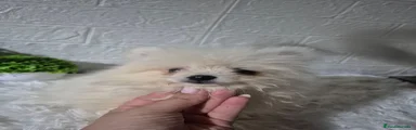 Pomerania 2
