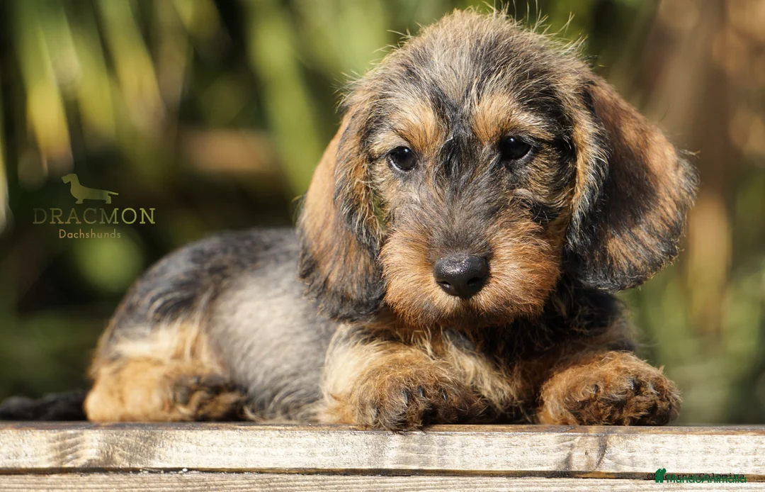 Imagen de galería {{count}}