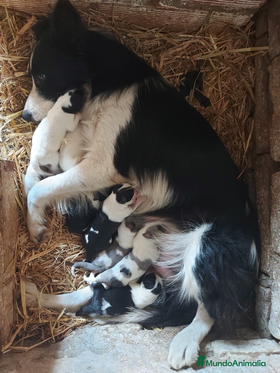 Border Collie perros en venta: Border Collie hembra - Imagen 15