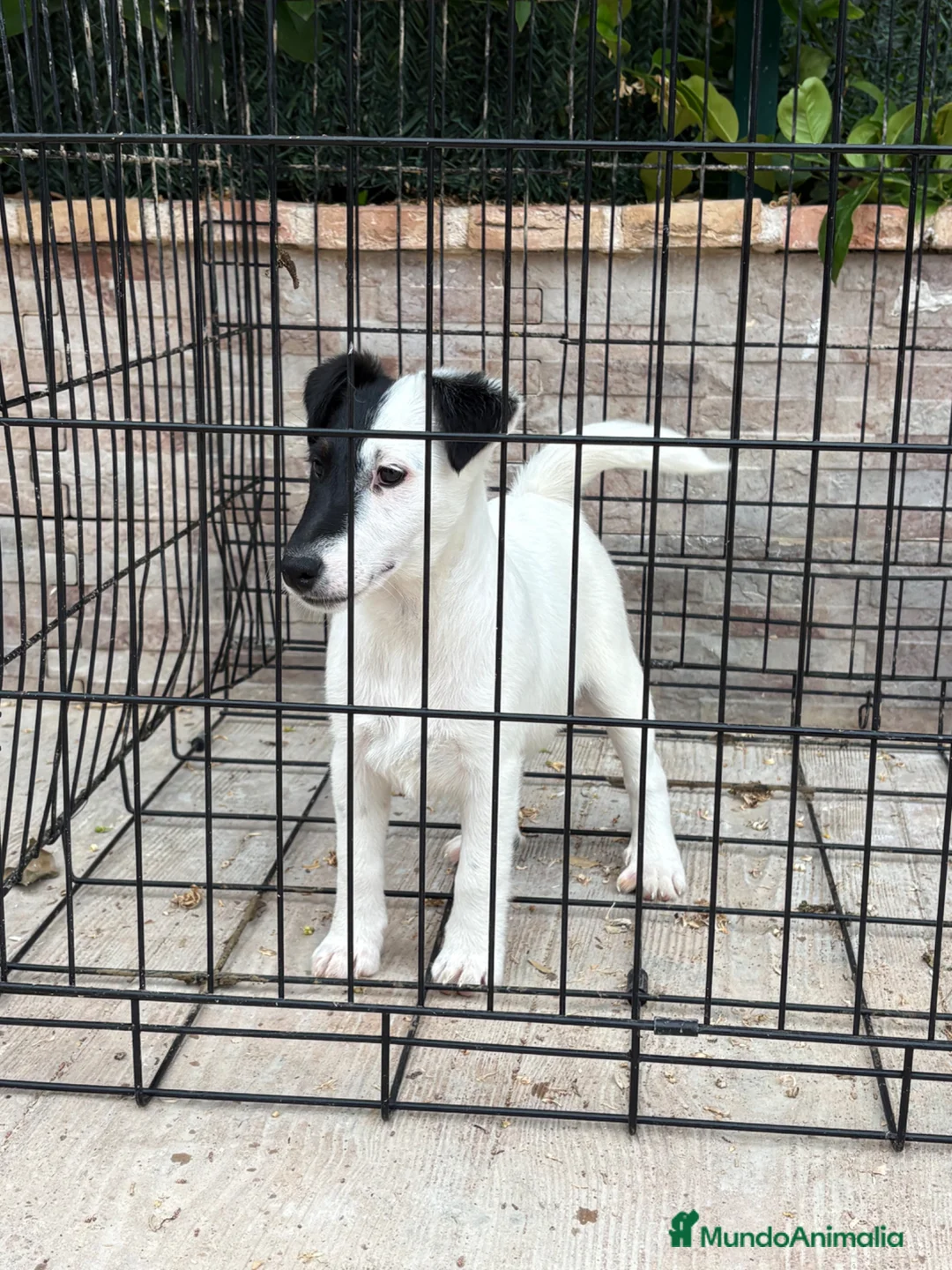 Fox Terrier de Pelo Liso perros en venta: Hembra fox de pelo liso  - Anuncio 2