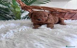 Caniche Toy perros en venta: CANICHE TOY ROJO MCHO, ENVIO A TODA ESPAÑA - Imagen 12
