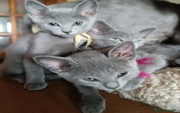 Azul Ruso gatos en venta: Cachorros azul ruso  en Cuenca - Imagen 6
