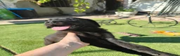 Labrador Retriever perros en venta: LABRADOR - Anuncio 4