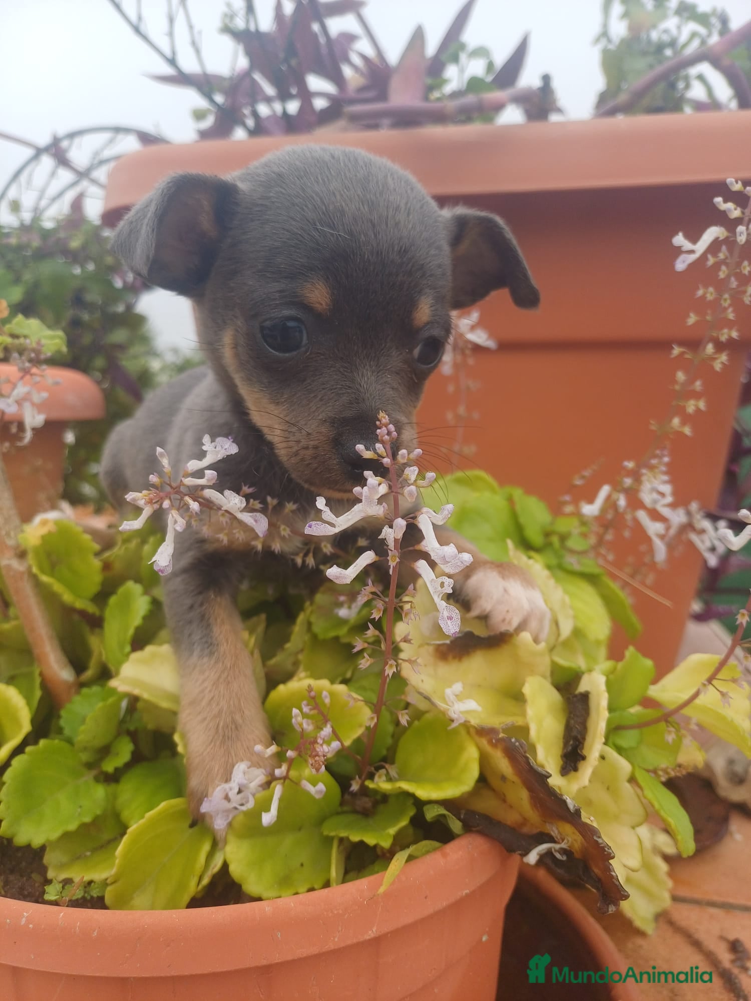 Chihuahua perros Hembra chihuahua blue  - Anuncio 30