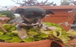 Chihuahua perros en venta: Hembra chihuahua blue  - Anuncio 1