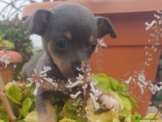 Chihuahua perros Hembra chihuahua blue - Anuncio 1