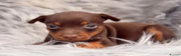 Pinscher Miniatura perros en venta: Minipincher chocolate  - Anuncio 7