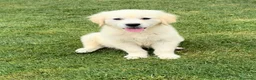 Golden Retriever perros en venta: CACHORROS DE GOLDEN RETRIEVER - Anuncio 1