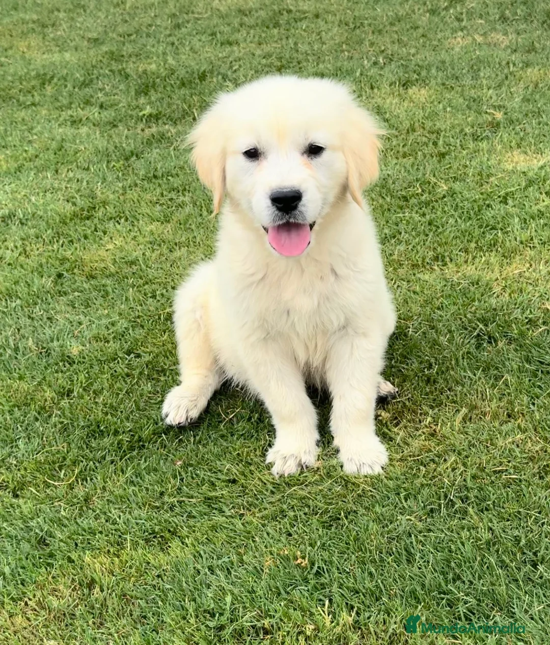 Golden Retriever perros en venta: CACHORROS DE GOLDEN RETRIEVER - Anuncio 1