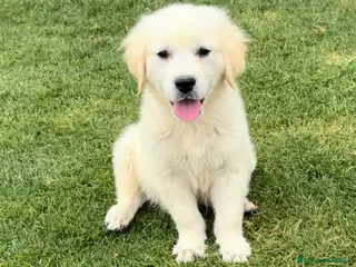 Golden Retriever perros CACHORROS DE GOLDEN RETRIEVER - Anuncio 3