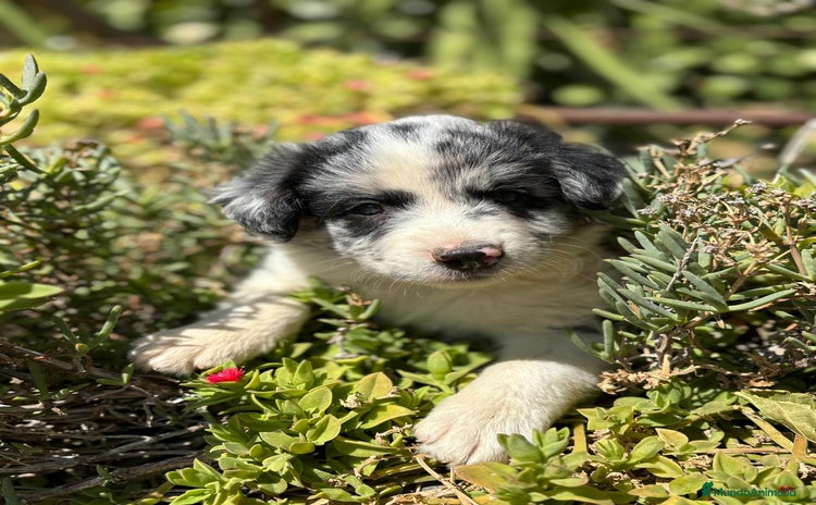 Border Collie perros - Anuncio 8