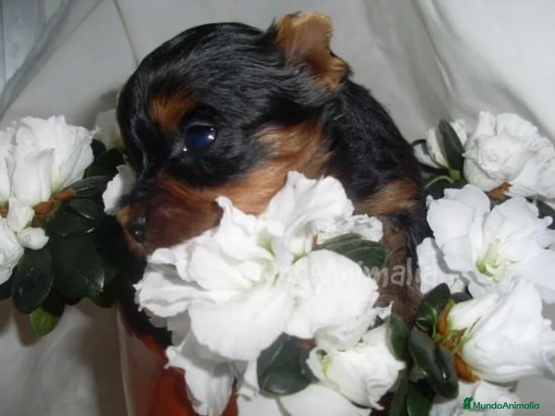 Imagen de galería {{count}}