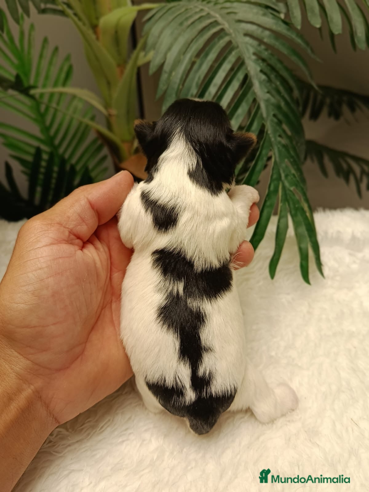 Yorkshire Terrier perros YORKSHIRE BIEWER HEMBRAS - Anuncio 1