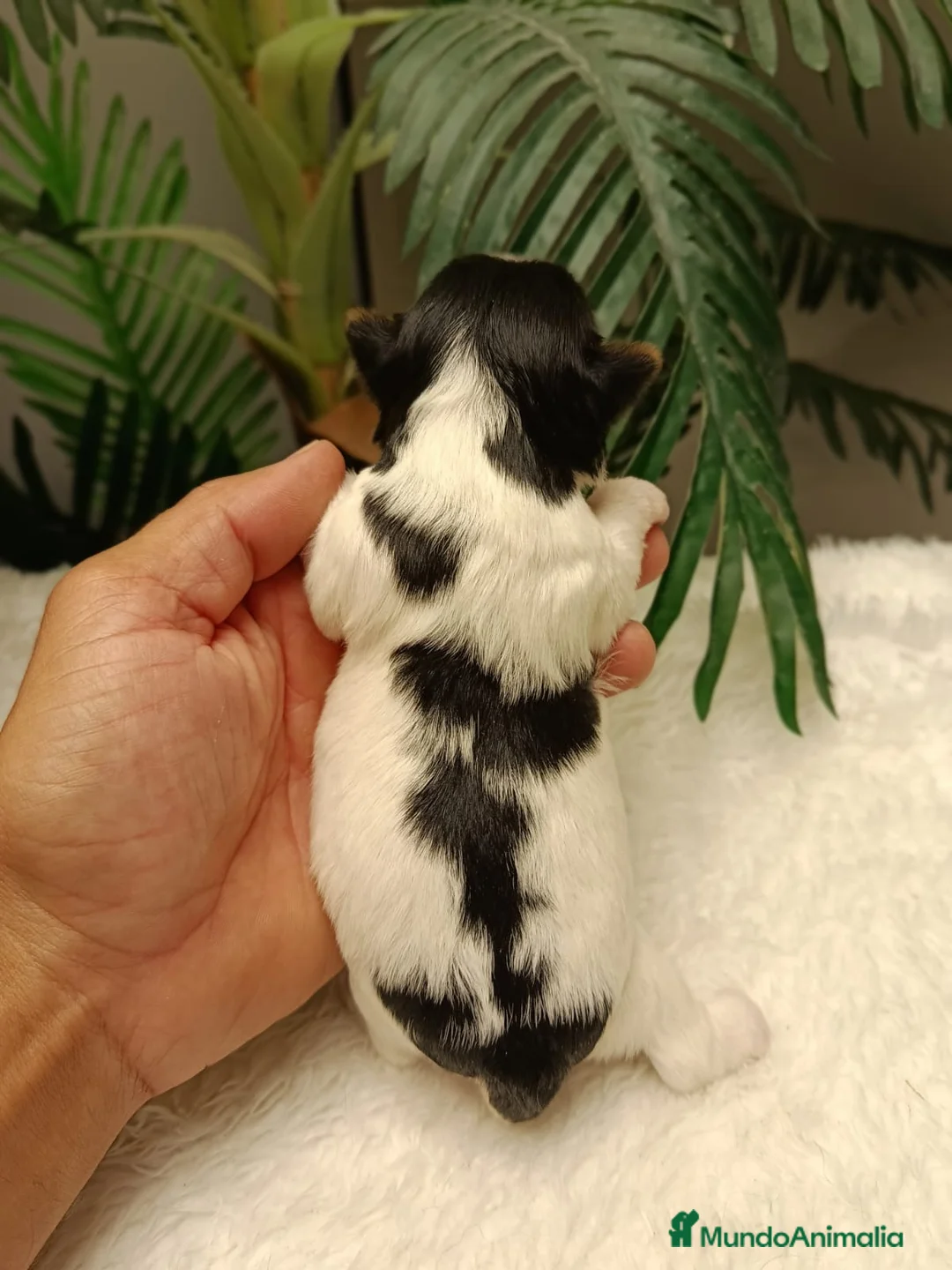Yorkshire Terrier perros en venta: YORKSHIRE BIEWER HEMBRAS - Anuncio 1