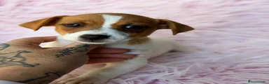 Jack Russell Terrier 5