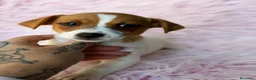 Jack Russell Terrier perros en venta: Jack Russell  - Anuncio 5