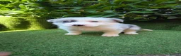 Border Collie perros en venta: border collie blue merle y blanco y negro - Anuncio 19