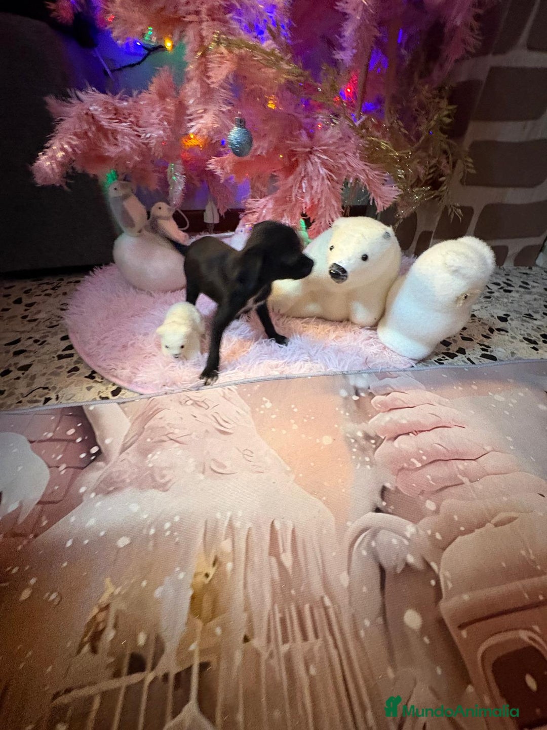 Chihuahua perros en venta: Chihuahua toy negro  - Anuncio 5