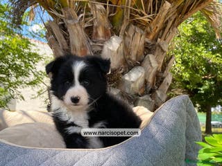 Teckel Miniatura perros CAMADA BORDER COLLIE - Anuncio 14
