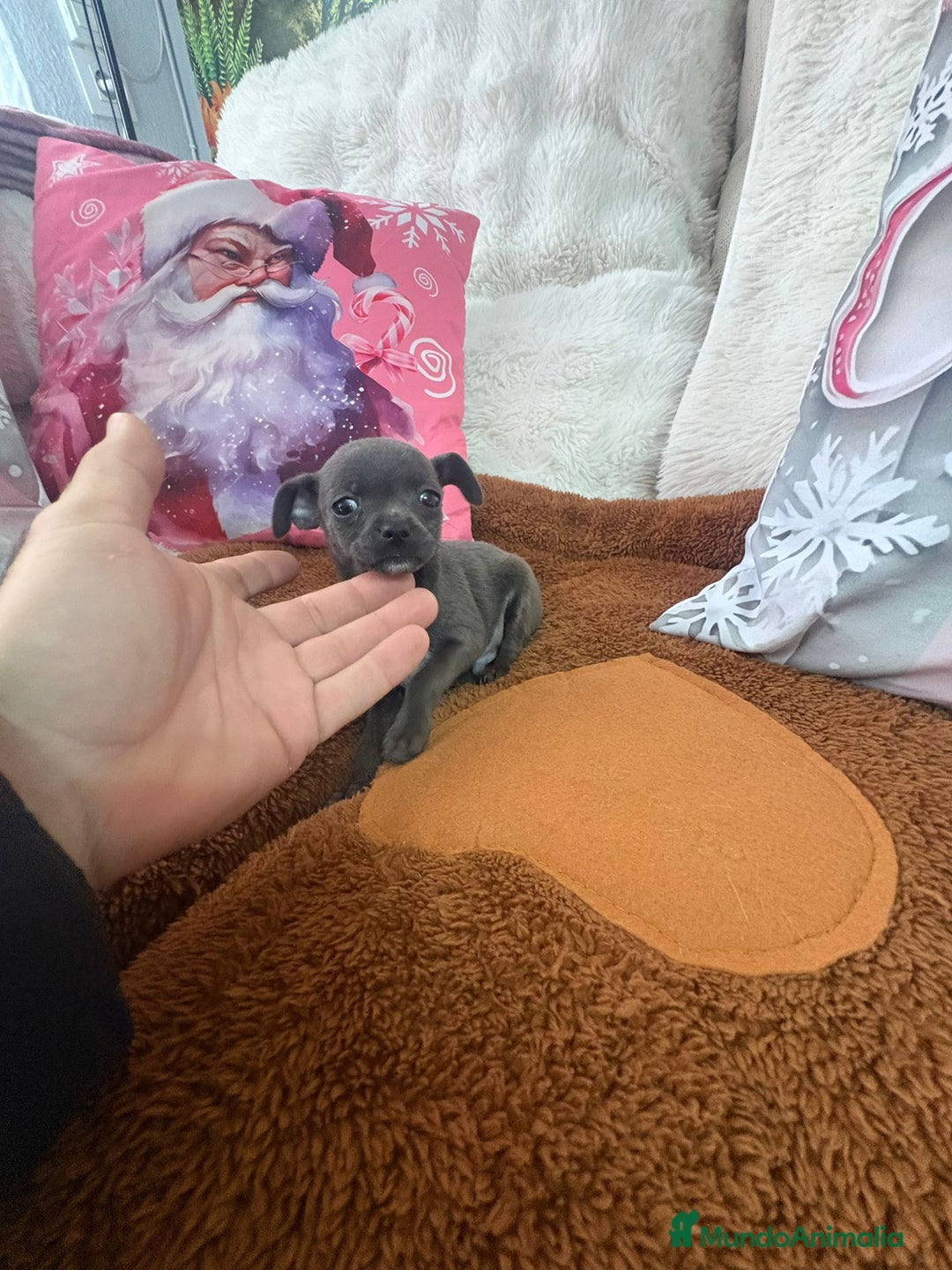 Chihuahua perros en venta: Chihuahua mini toy blue - Anuncio 17