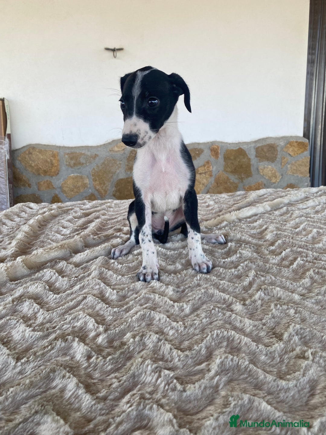 Galgo Español perros en venta: Galgo español hembra  - Imagen 2