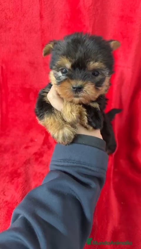Yorkshire Terrier perros Yorkshire Mini  - Anuncio 8