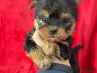 Yorkshire Terrier perros en venta: Yorkshire Mini - Anuncio 4