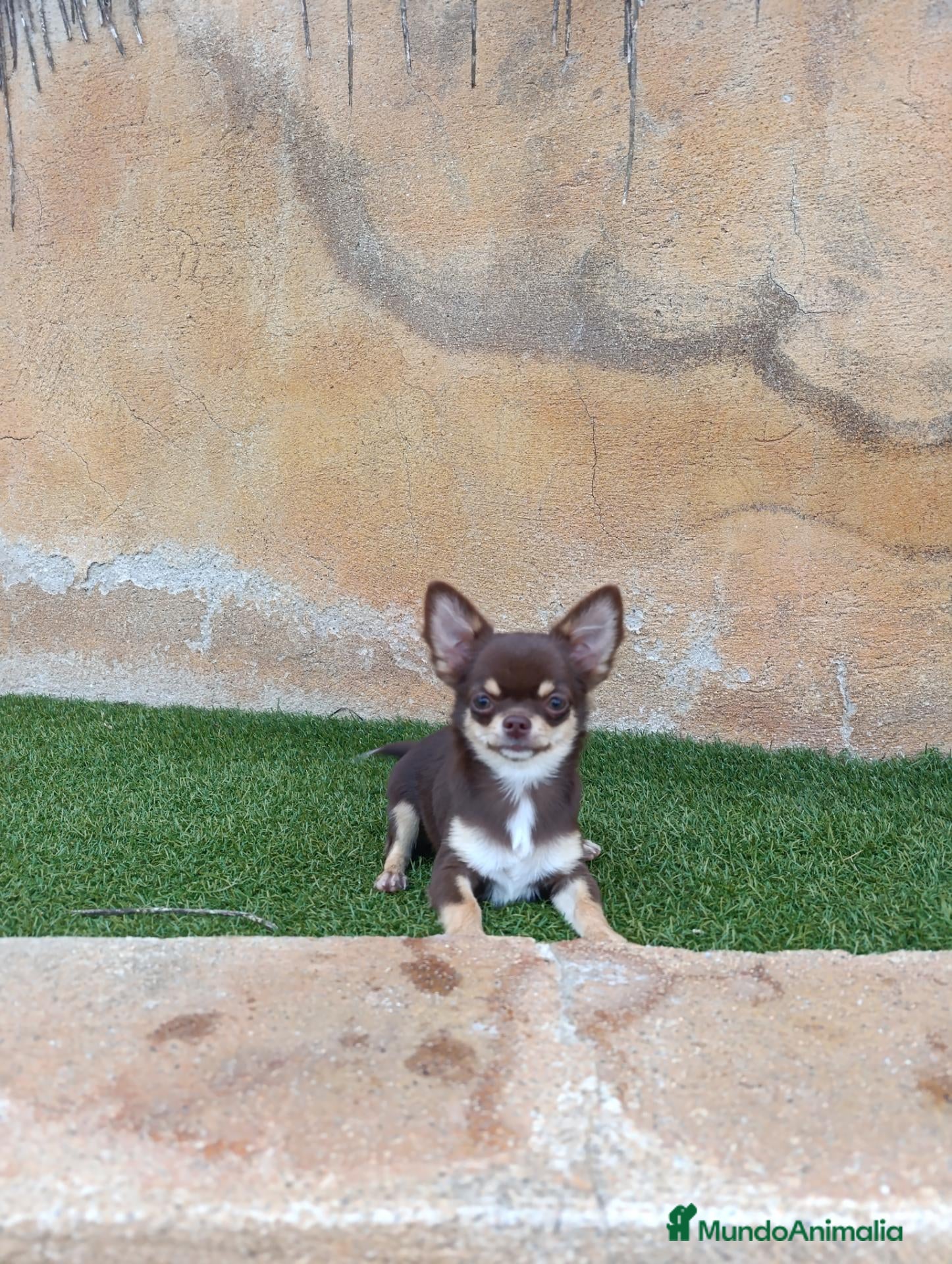 Chihuahua perros chihuahua pelo largo - Anuncio 3