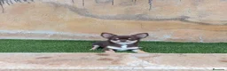Chihuahua perros en venta: chihuahua pelo largo - Anuncio 3