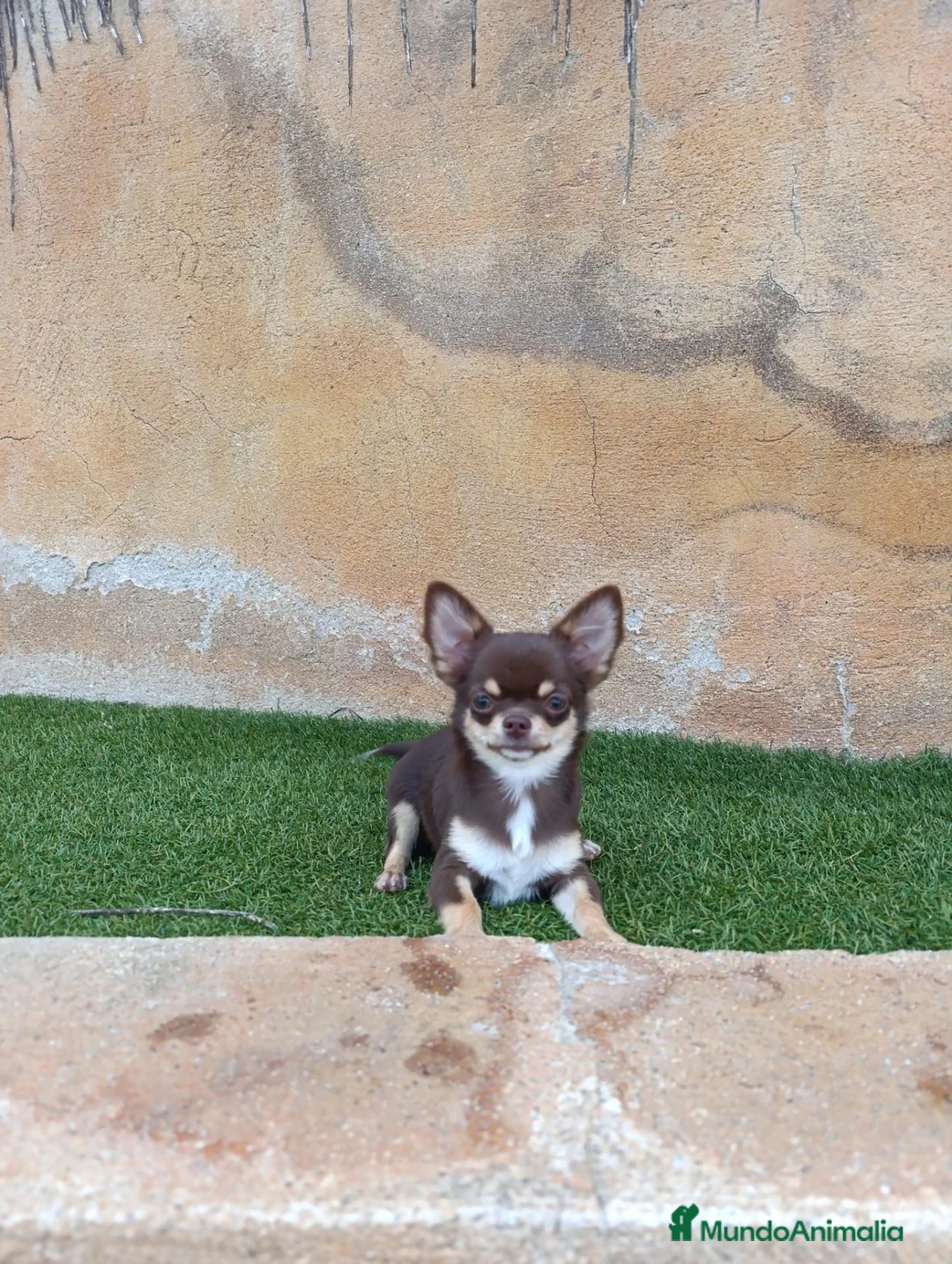 Chihuahua perros en venta: chihuahua pelo largo - Anuncio 3