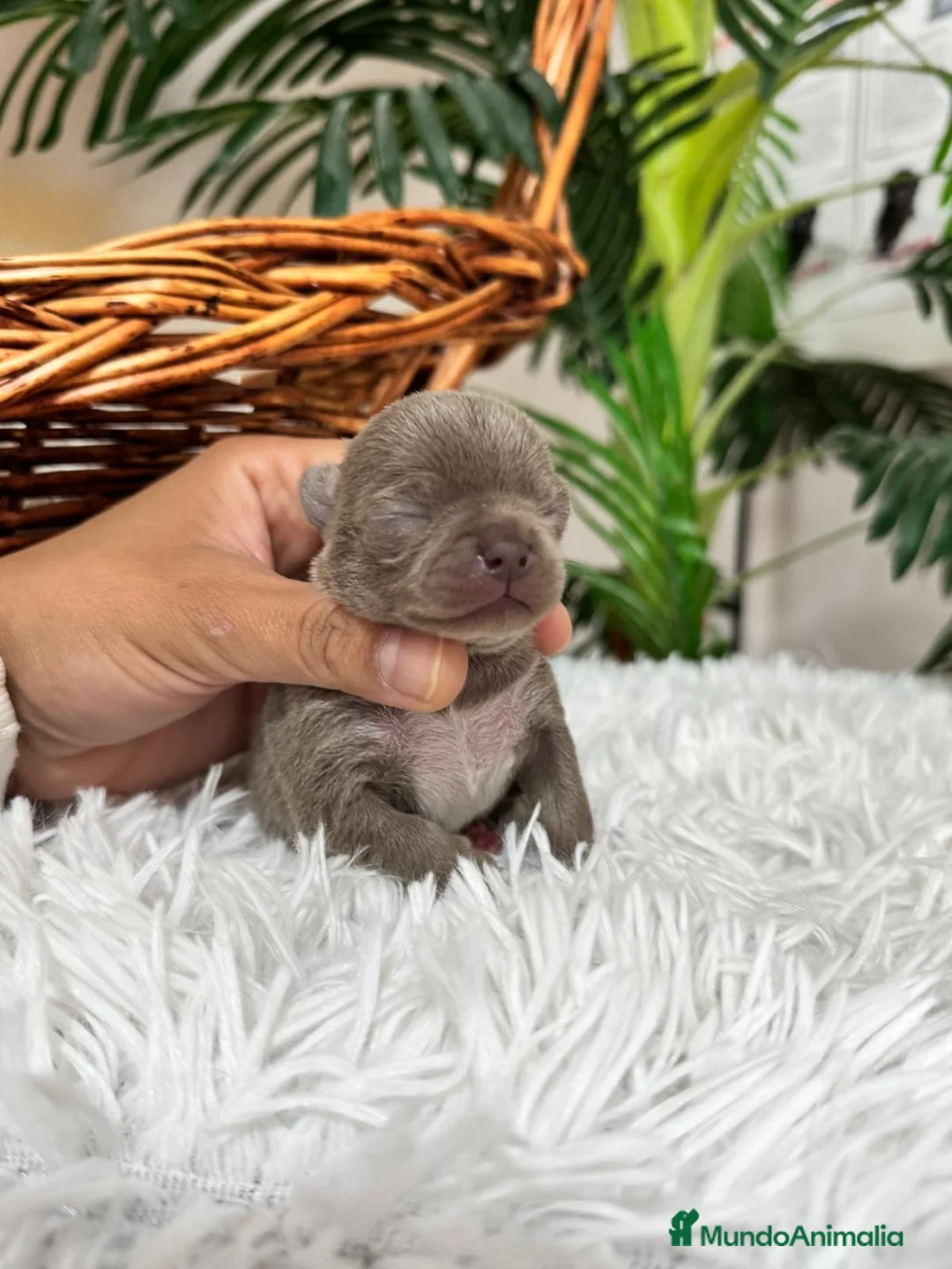 Chihuahua perros en venta: CHIHUAHUA LILAC MACHO - Anuncio 3