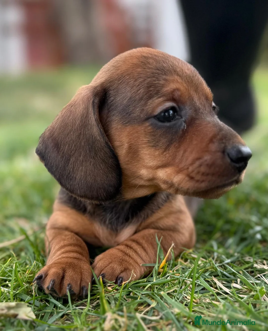 Teckel Miniatura perros en venta: Preciosos Teckel miniatura listo para su hogar  - Anuncio 3