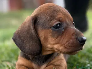 Teckel Miniatura perros Preciosos Teckel miniatura listo para su hogar - Anuncio 2