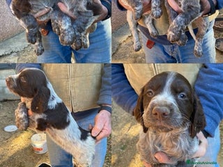 English Springer Spaniel perros en Sevilla - Anuncio 10