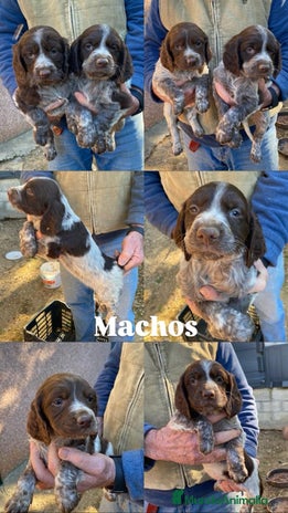English Springer Spaniel perros en Sevilla - Anuncio 1