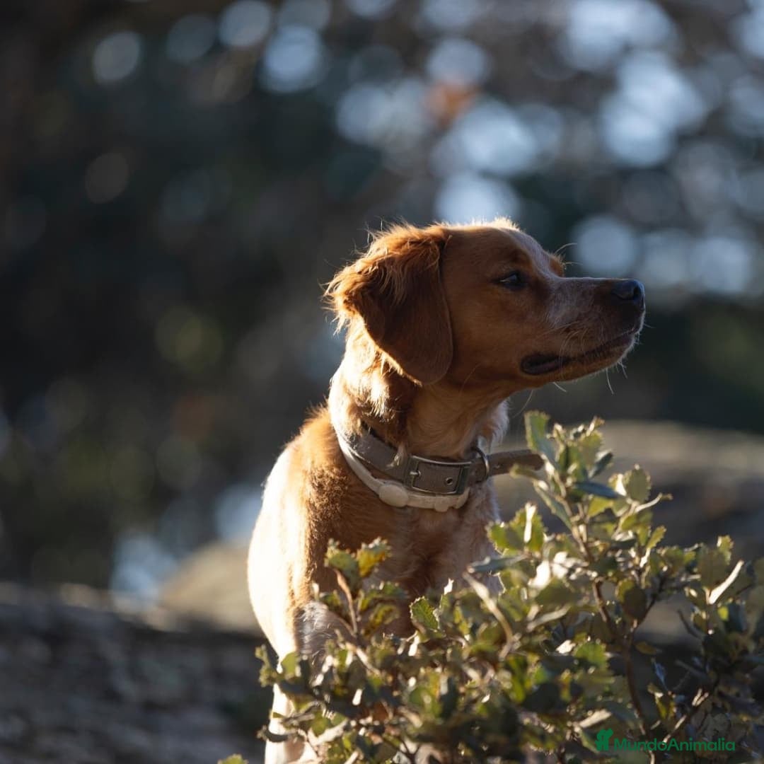 Épagneul Breton perros en venta: Cachorros Epagneul Bretón  - Anuncio 1