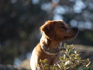 Épagneul Breton perros Cachorros Epagneul Bretón - Anuncio 3