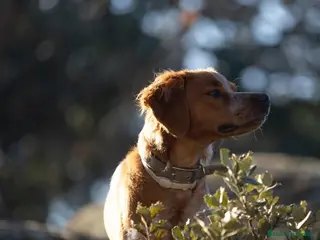 Épagneul Breton perros Cachorros Epagneul Bretón - Anuncio 1
