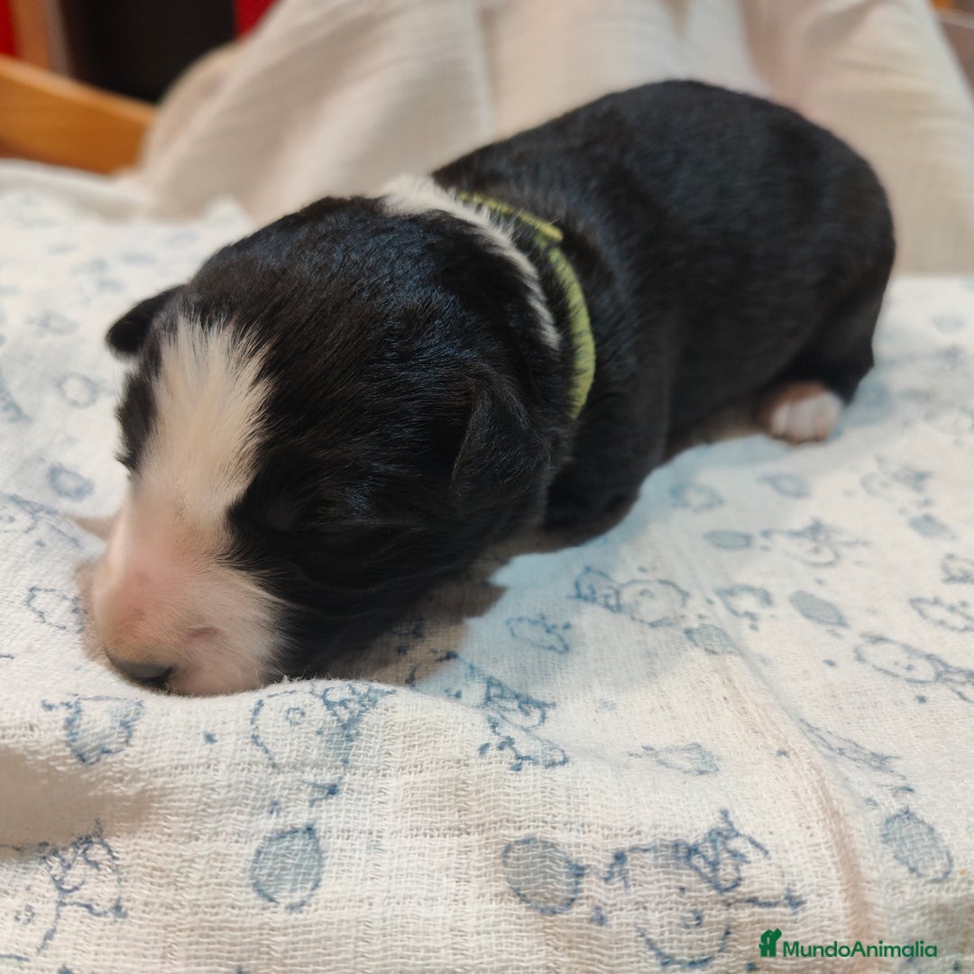 Border Collie perros en venta: Border collie blanco/negro disponibles - Anuncio 10