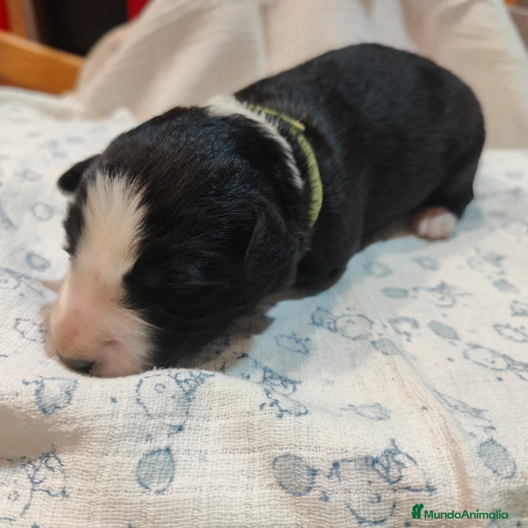 Border Collie perros en venta: Border collie blanco/negro disponibles - Anuncio 17