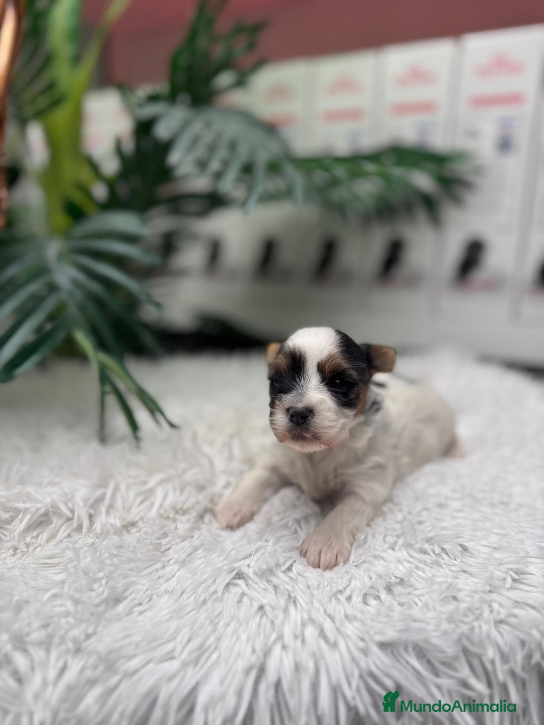 Yorkshire Terrier perros en venta: YORKSHIRE BIEWER - Anuncio 12