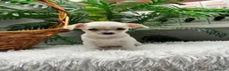 Chihuahua perros en venta: CHIHUAHUA - Anuncio 9