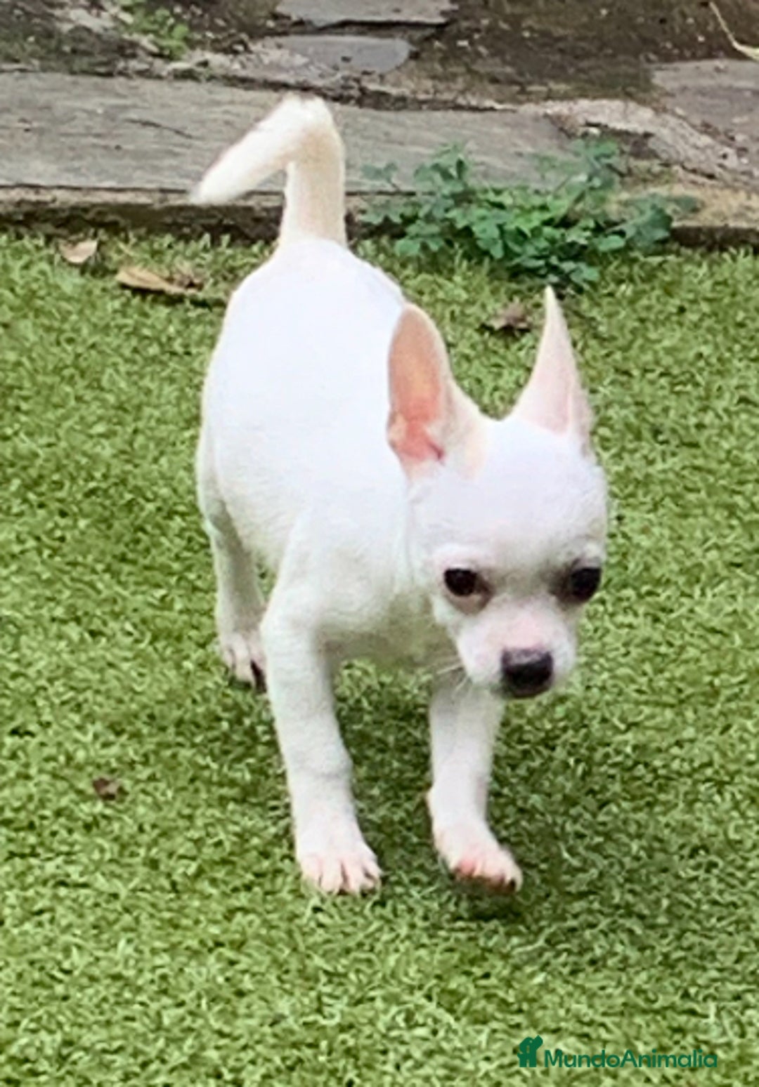 Chihuahua perros en venta: Cachorros chihuahua  - Anuncio 15
