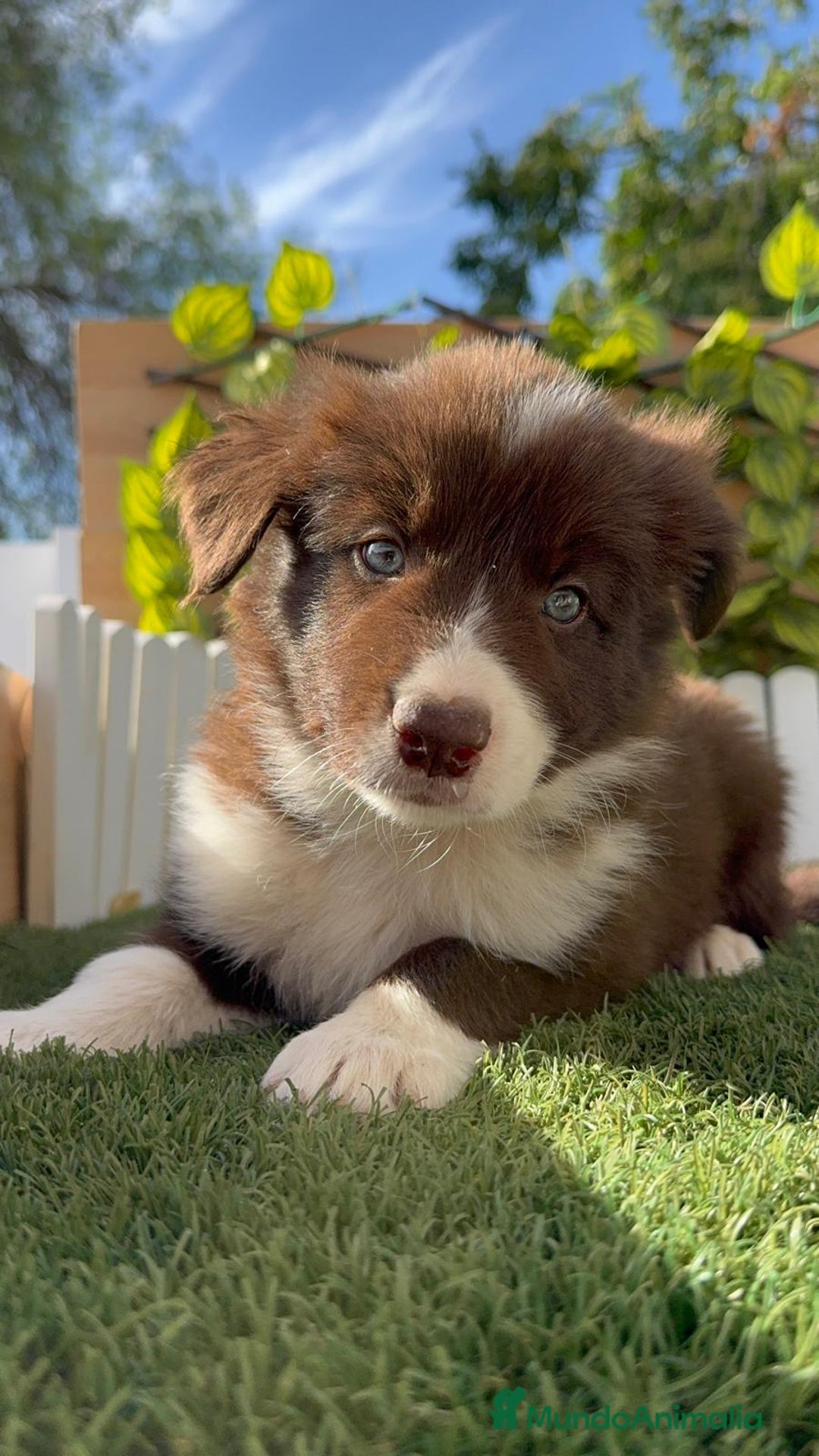 Border Collie perros en venta: BORDER COLLIE MACHO CHOCOLATE - Imagen 19